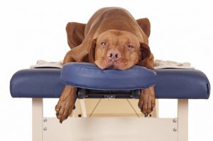 dog-massage-therapy